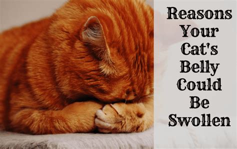 Possible Reasons Why Your Cat Has A Swollen Abdomen Or Belly Pethelpful