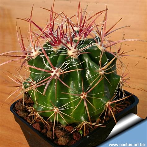 5 ft h x 2 ft. Ferocactus stainesii var. pilosus (Syn: Ferocactus stainesii)