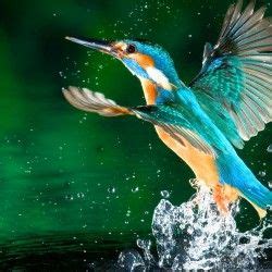 kingfisher bird hd wallpapers free download 1080p ...