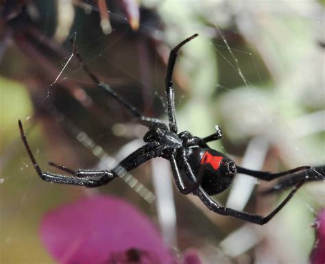 Black Widow Bite Spiderman Animals Around The Globe
