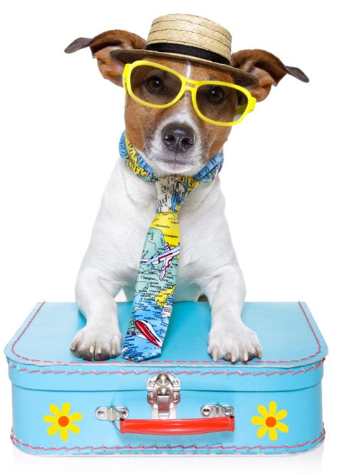 Dogtainers are australia's leading pet transport supplier and the preferred pet carrier of flight centre. Float away this summer with this pet-friendly cruise line ...