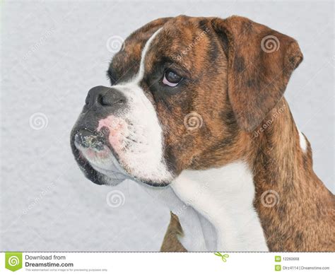 Brown Boxer Stock Photo Image Of Cute Bark White Profile 12260668