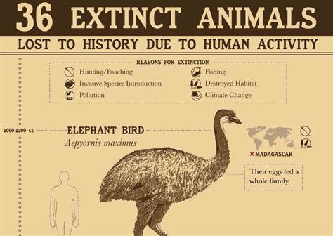 36 Extinct Animals Lost To History Due To Human Activity Infographic