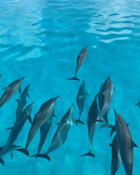 A Pod Of Dolphins Nearby Velassarumaldives Lagoon 🐬 Thanks