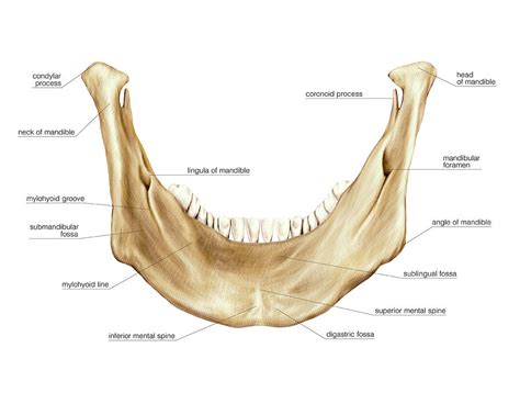 Mandibular Foramen Anatomy