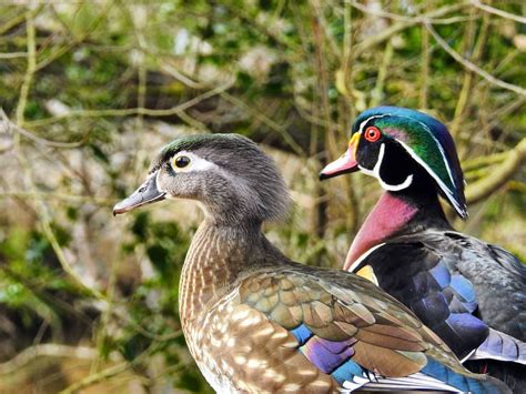 Wood Ducks George C Reifel Bird Sanctuary Delta British Columbia