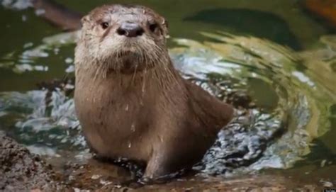 Mo The Grumpy Baby Otter Gets Swimming Lessons Video