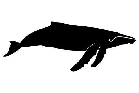 Whale Silhouette Svg