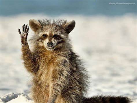 Смешные картинки похудей Самые смешные фото животных 2022 года Самые смешные фото животных 2022 года Смешные картинки похудей