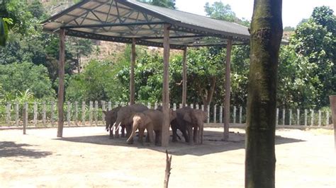 We did not find results for: Lok Kawi Wildlife Park (Penampang) - 2020 All You Need to ...