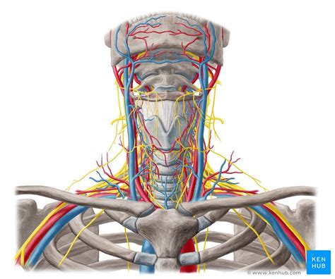 Head And Neck Anatomy Blood Vessel Nerve Human Head Anterior Triangle