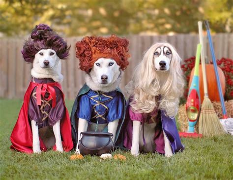 The 70 Absolute Best Pet Costumes We Have Ever Seen Petful