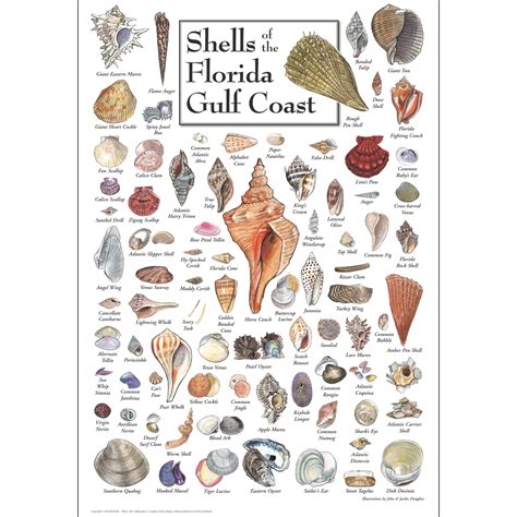 Shells Of Floridas Gulf Coast Poster Earth Sky Water Gulf