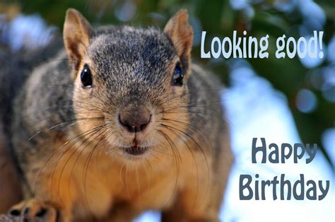 Squirrel Playing Guitar Happy Birthday Printable Birthday Card Birthday