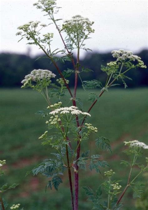 Poison Hemlock Cornell Weed Identification