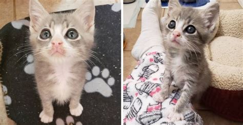 kitten insists on sitting on every lap he sees after being rescued from the streets — love meow