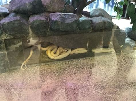 Imazu White Snakes Museum Iwakuni 2021 Lo Que Se Debe Saber Antes