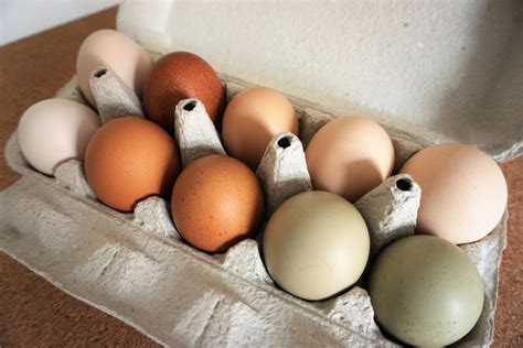 무료 이미지 식품 계란 달걀 본질적인 무료 범위 동물 사료 6000x4000 579534 무료 이미지