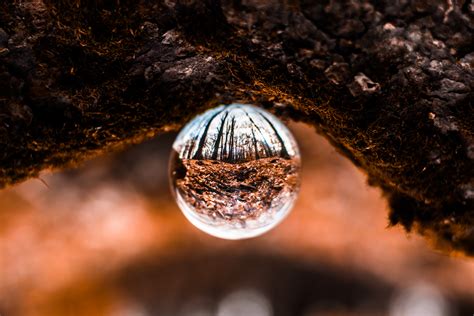 Free Images Water Tree Close Up Reflection Sphere Branch Sky