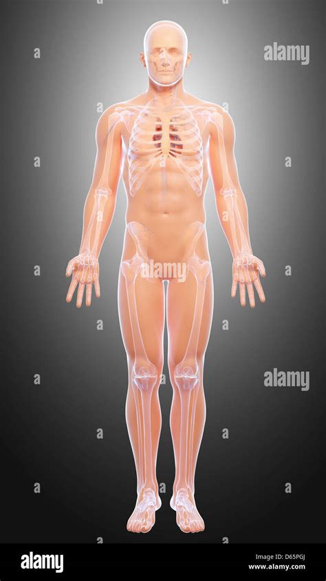 Ilustracion De Anatomia Del Cuerpo Humano Hombre Masculino Sistema My