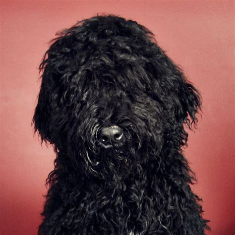 Our Barbet Biscay Water Dogs Barbet French Water Dog Dogs Dog