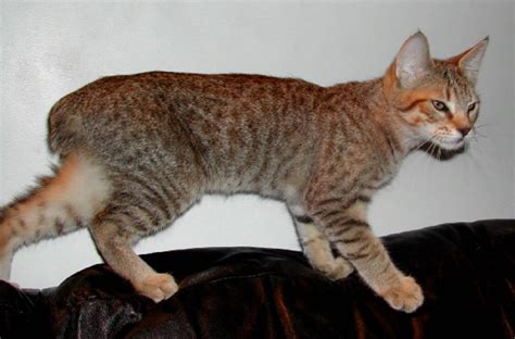 American Lynx Cat Cat Breed Information