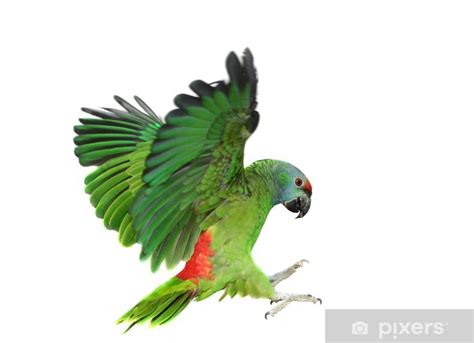 Das format tif unterstützt dies zwar ebenfalls; Fototapete Fliegen Festival Amazonas-Papagei auf dem ...