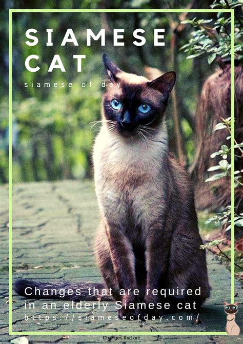 Siamese Cat Aging New Diet And Lifestyle Changes Siamese Cats Popular Cat Breeds Siamese