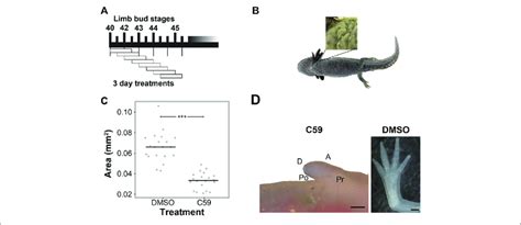 C59 Treatment Of Developing Axolotl Limbs A Treatment Scheme With