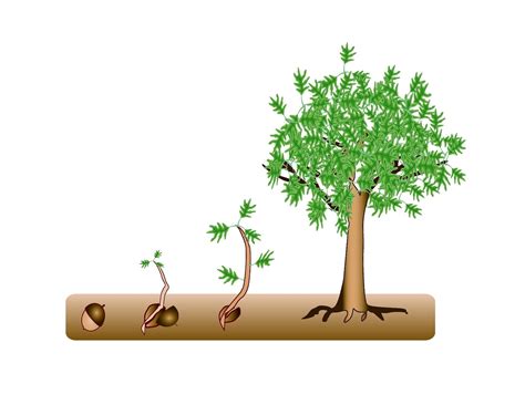 Tree Seeds Clipart 20 Free Cliparts Download Images On