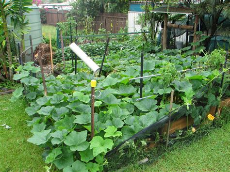 Even in heavy rain periods, raised garden beds and garden boxes drain far better than planting directly in the ground, as you can imagine. Choosing the Size of Your Veggie Garden | From Home Wealth