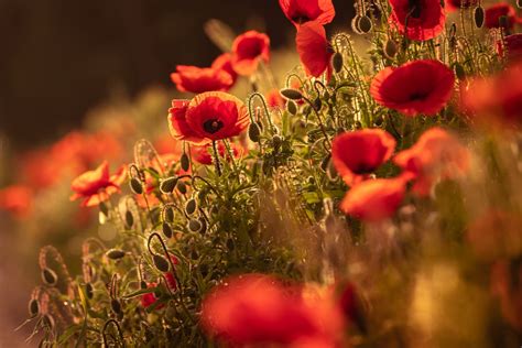924823 Nature Plants Red Flowers Poppies Flowers Rare Gallery Hd