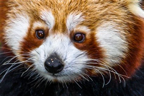 Red Panda Ailurus Fulgens By Mirjam Bommer