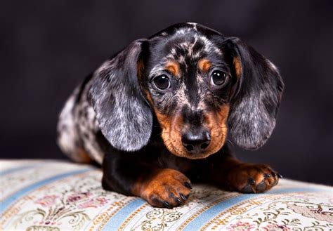 Contact idaho dachshund breeders near you using our free dachshund breeder search tool below! Dachshund Puppies For Sale - AKC PuppyFinder