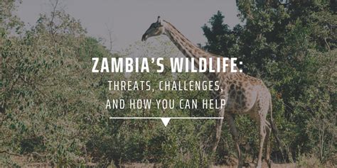 Zambias Wildlife Threats Challenges And How You Can Help Gvi Usa
