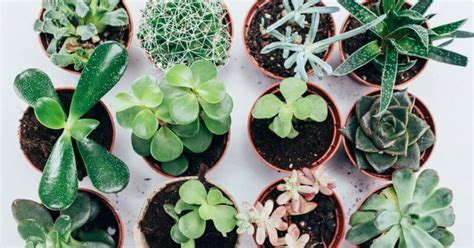 24 Best Low Light Succulents Perfect For Dimly Lit Indoor Spaces
