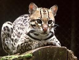 Can We Still Keep Ocelots As Pets Pets Cute And Docile