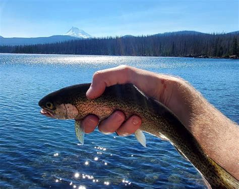 Olallie Lake Trout Fishing Tips 2023 Update Best Fishing In America