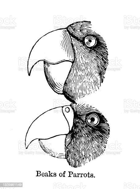 19th C Black And White Woodcut Beaks Of Parrots The History Of Birds