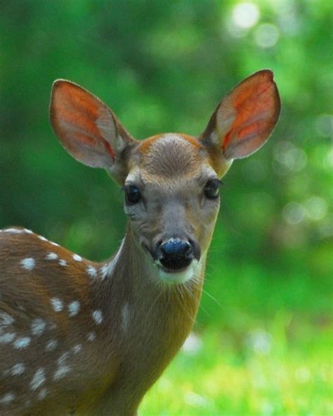 Funny Animals Funny Pictures Deer Face Funny View