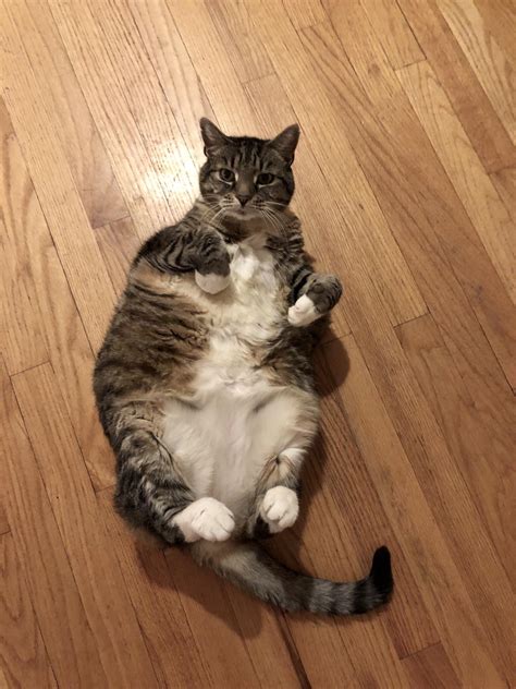 A Heckin Chonker 22 Lbs Look At That Tummy Rchonkers