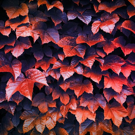 Autumn Leaves Ipad Pro Hd Phone Wallpaper Pxfuel