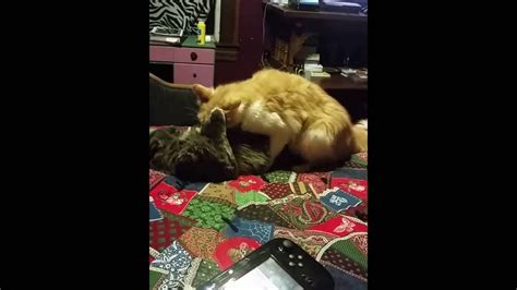 My Two Male Cats Having Sex Wtf Youtube