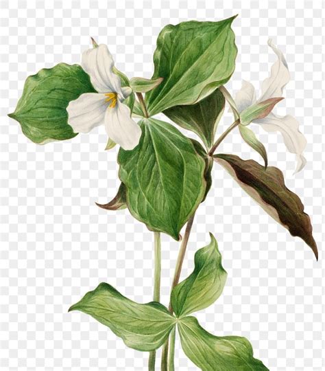 Large White Trillium Flower Png Botanical Illustration Watercolor