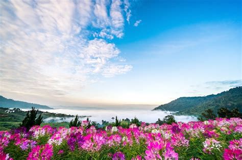 Premium Photo Colorful Flowers And Beautiful Scenery And Comfortable