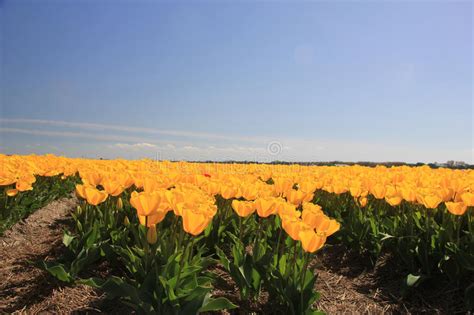 Full Of Yellow Flower Field With Clear Blue Sky Stock Image Image Of