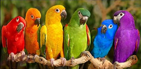 Color Of The Rainbow Birds Colorful Fever Photo
