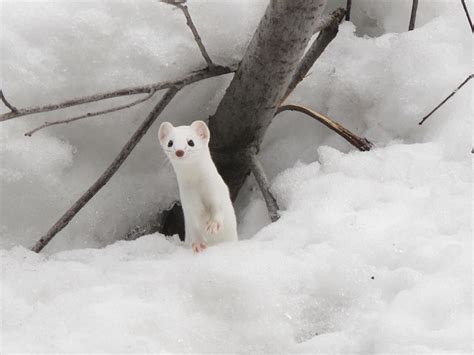 Snow Weasel Flickr Photo Sharing