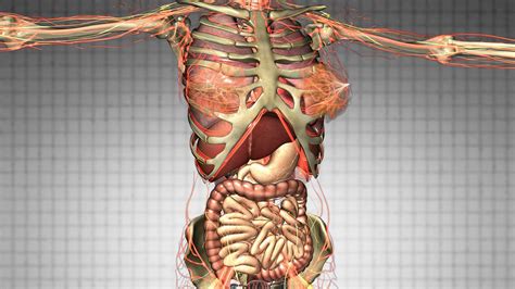 Science Anatomy Scan Of Human Body Organs And Bones Motion
