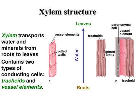 Describe The Structures And Functions Of Xylem Tissue Qs